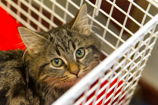 A tabby cat in a pet carrier