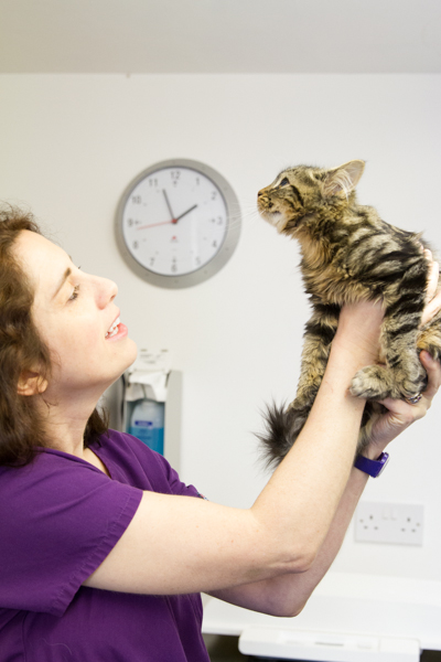 Vet examining a cat in one of our consulting rooms