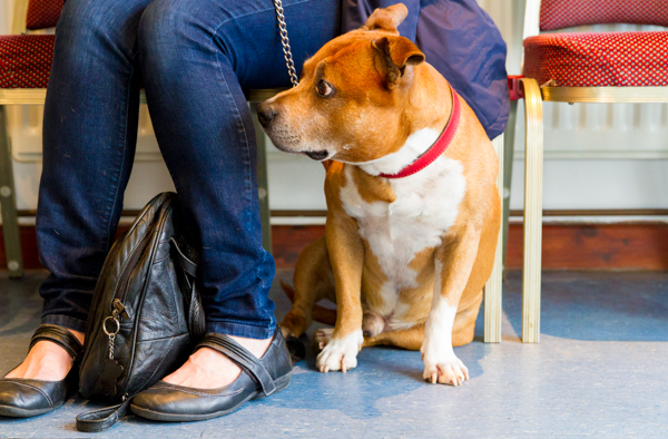 A staffordshire bull terrier sitting at their owner's feet in our waiting room