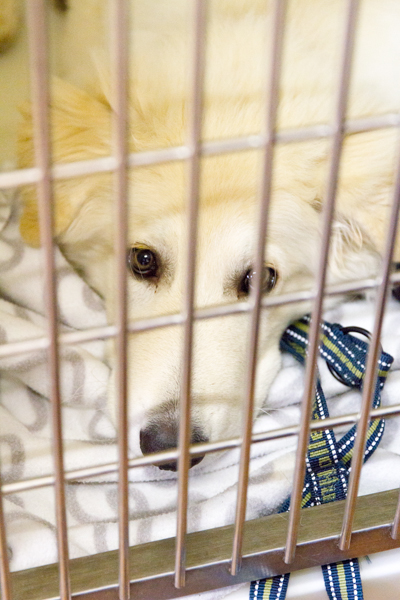 A patient resting in our hospitalisation kennels