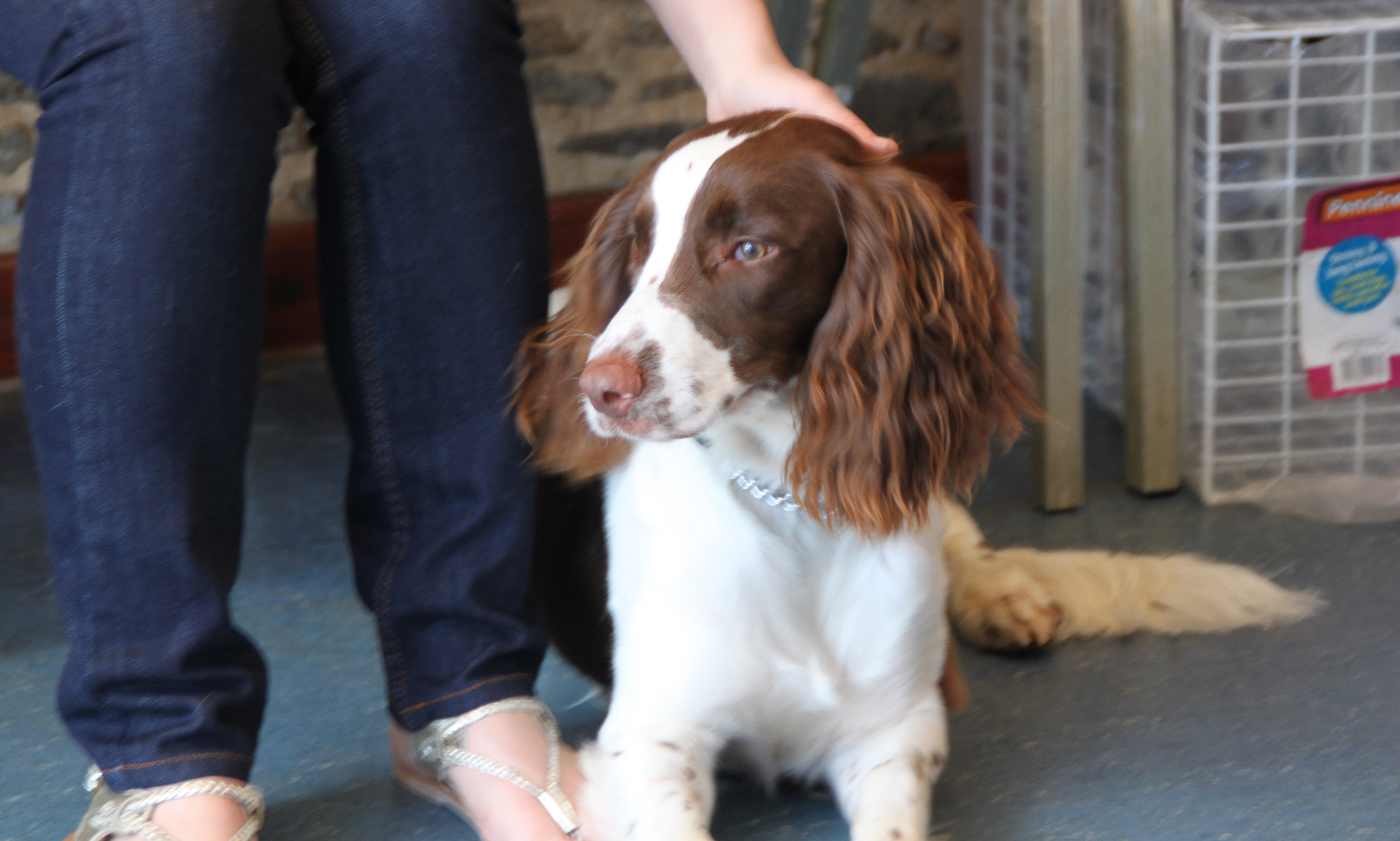 A springer spaniel visiting the practice